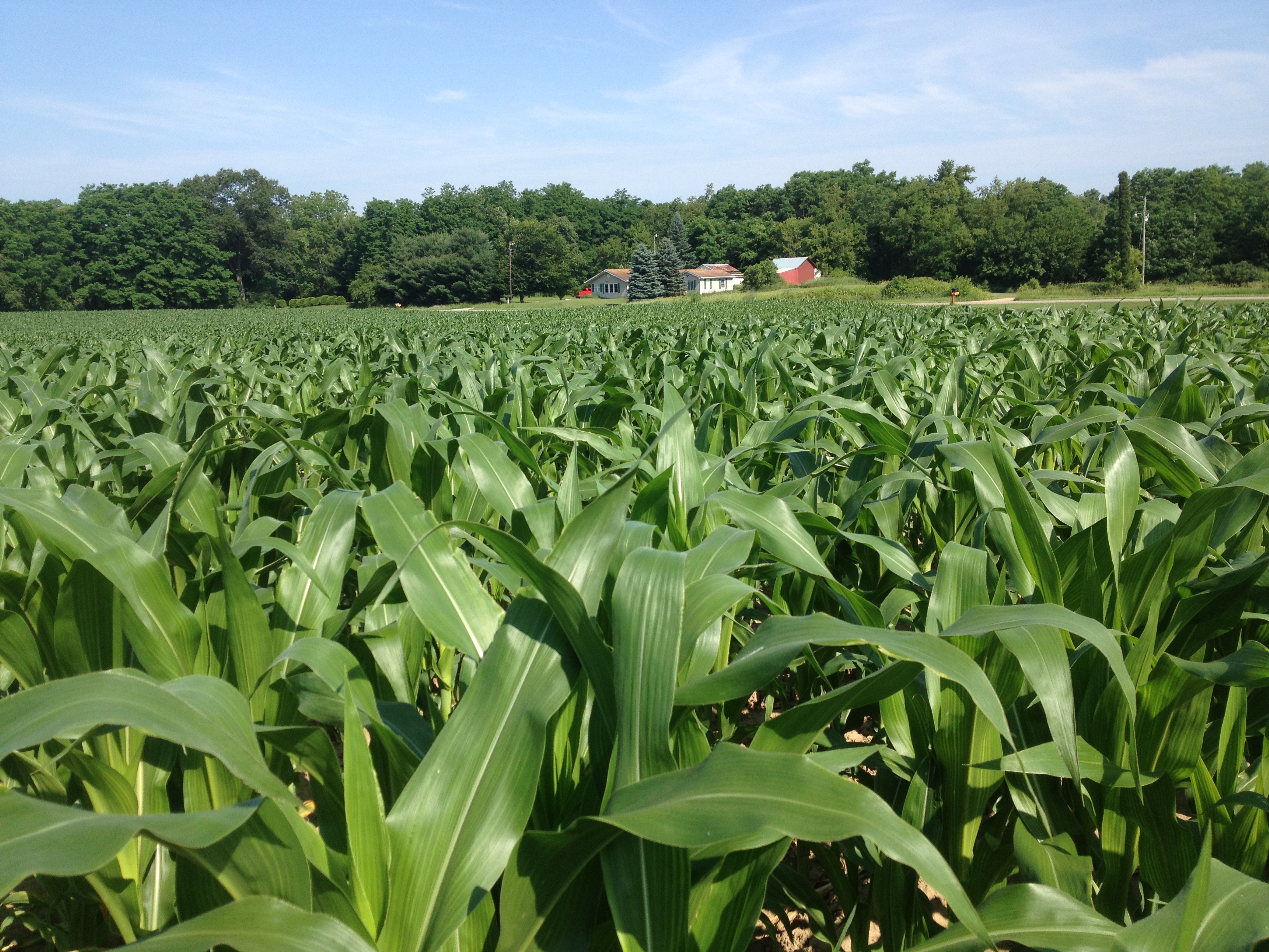 Figure 5 Corn plant with pendulum leaves.JPG